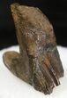 Triceratops Partially Rooted Tooth - Montana #20588-1